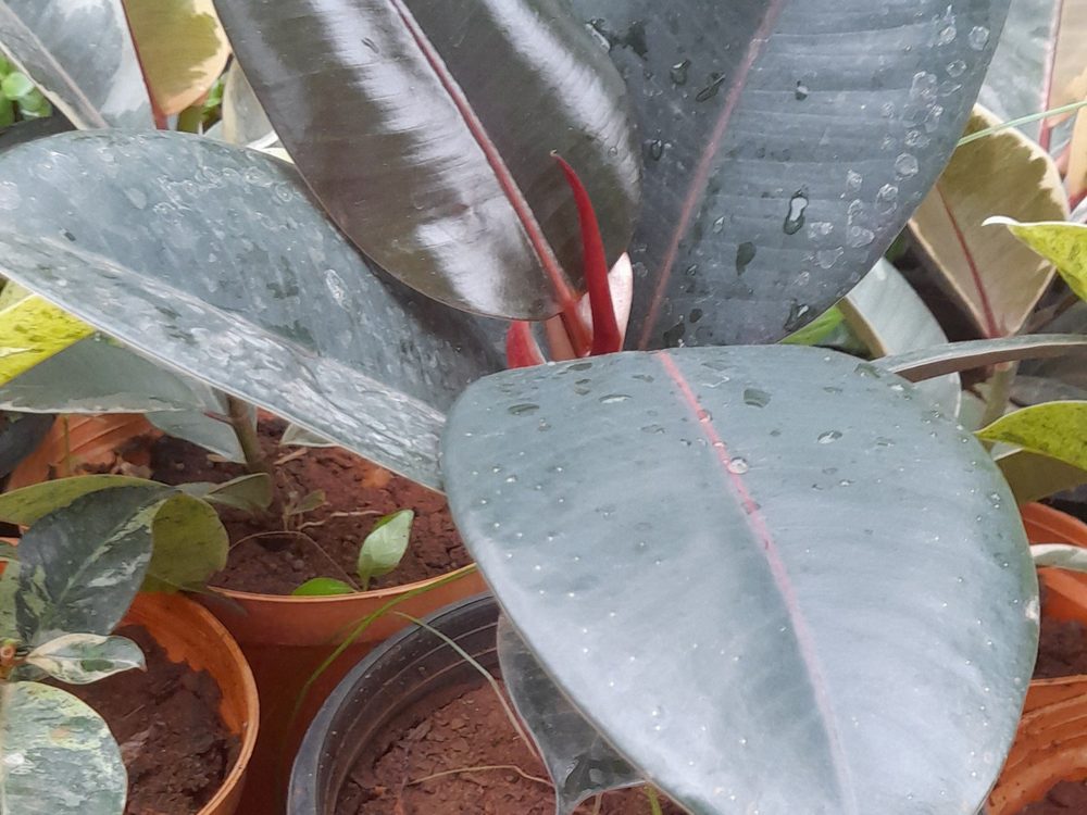 Fotografia real da espécie Ficus Black, com detalhe da folhagem