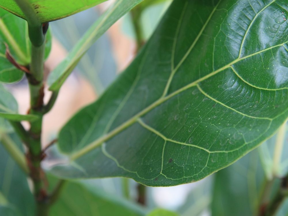 Fotografia real da espécie Ficus Lyrata, com detalhe da folhagem